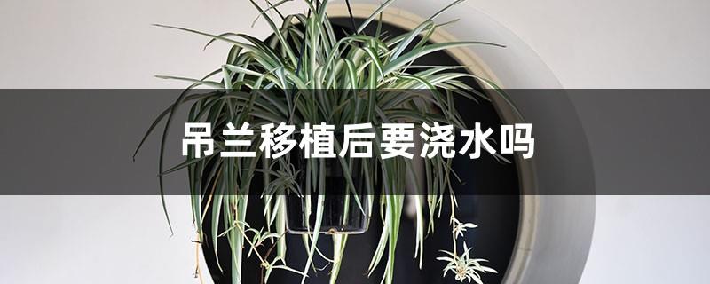 Do you need to water the spider plant after transplanting?