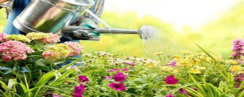 Tips of growing flowers and fertilizing