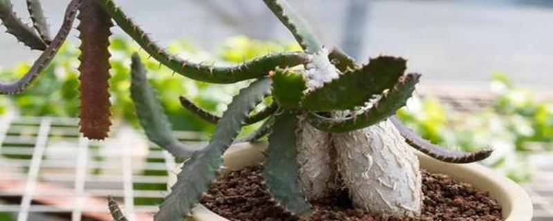 How to repot Feilong