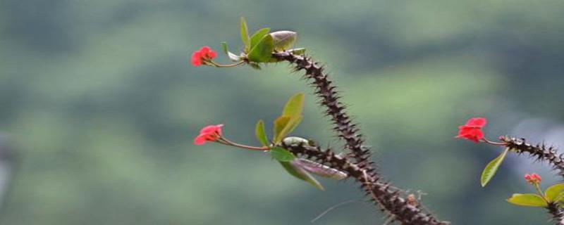 How to spend the summer with tiger thorn plum