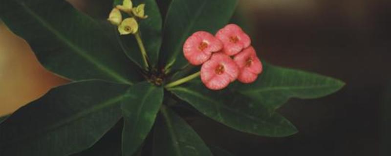 How to insert tiger thorn plum leaves