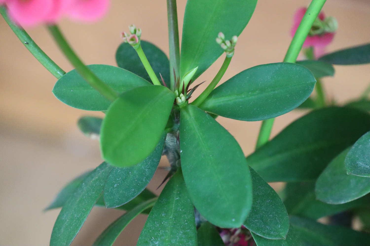 Tiger Thorn Plum