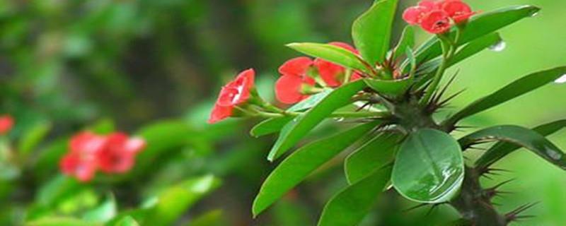 Watering Method for Tiger Thorn Plum