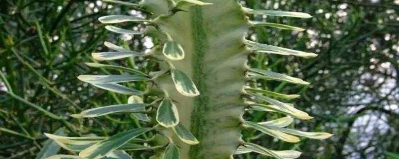 Pruning Methods of Euphorbia Pavilion Brocade