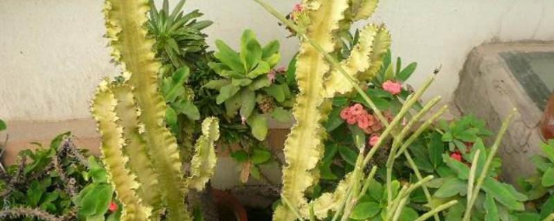 Watering method of Euphorbia Pavilion Brocade