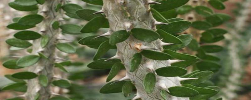 Ash wood pruning method