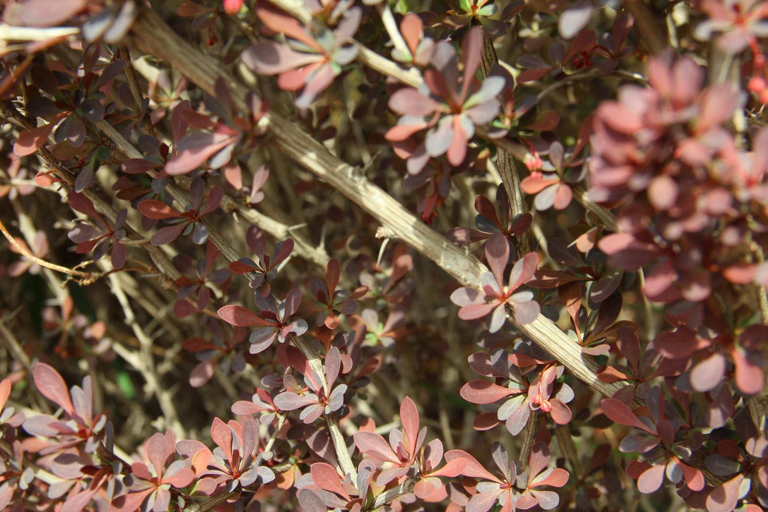 Purple Leaf Barberry