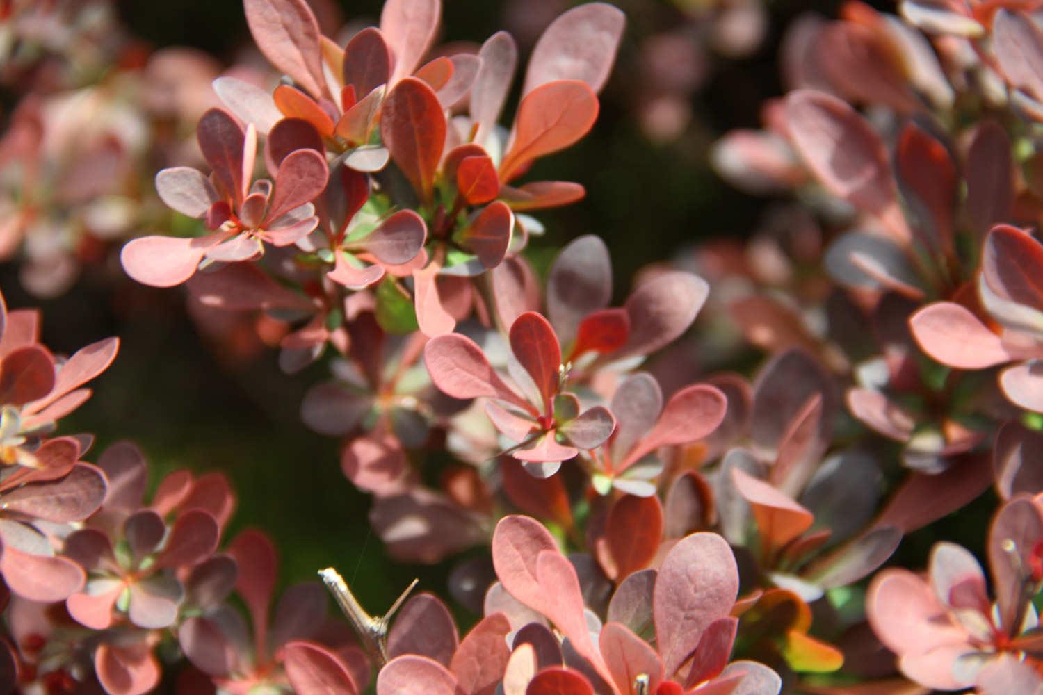 Purple Leaf Barberry