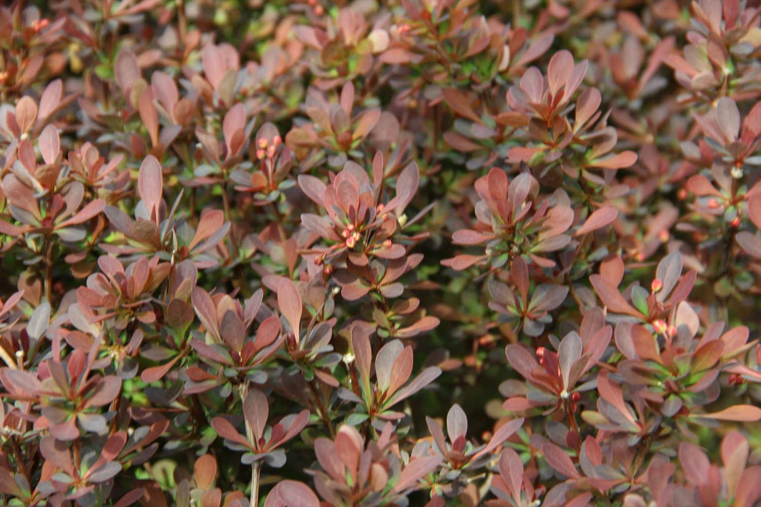 Purple Leaf Barberry