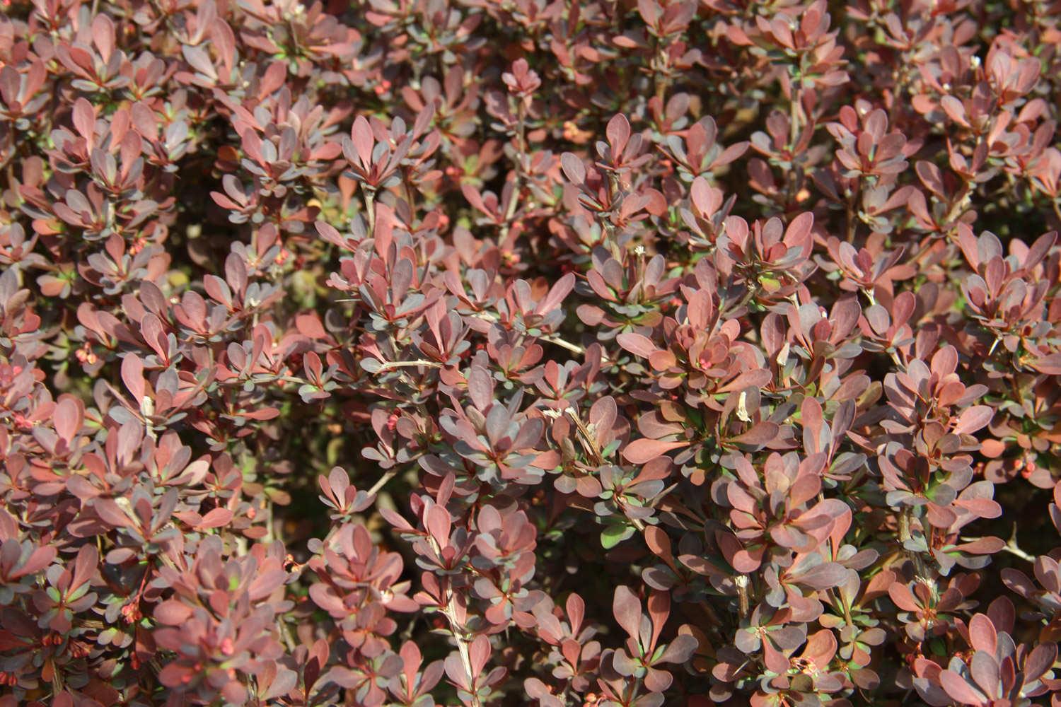 Purple Leaf Barberry