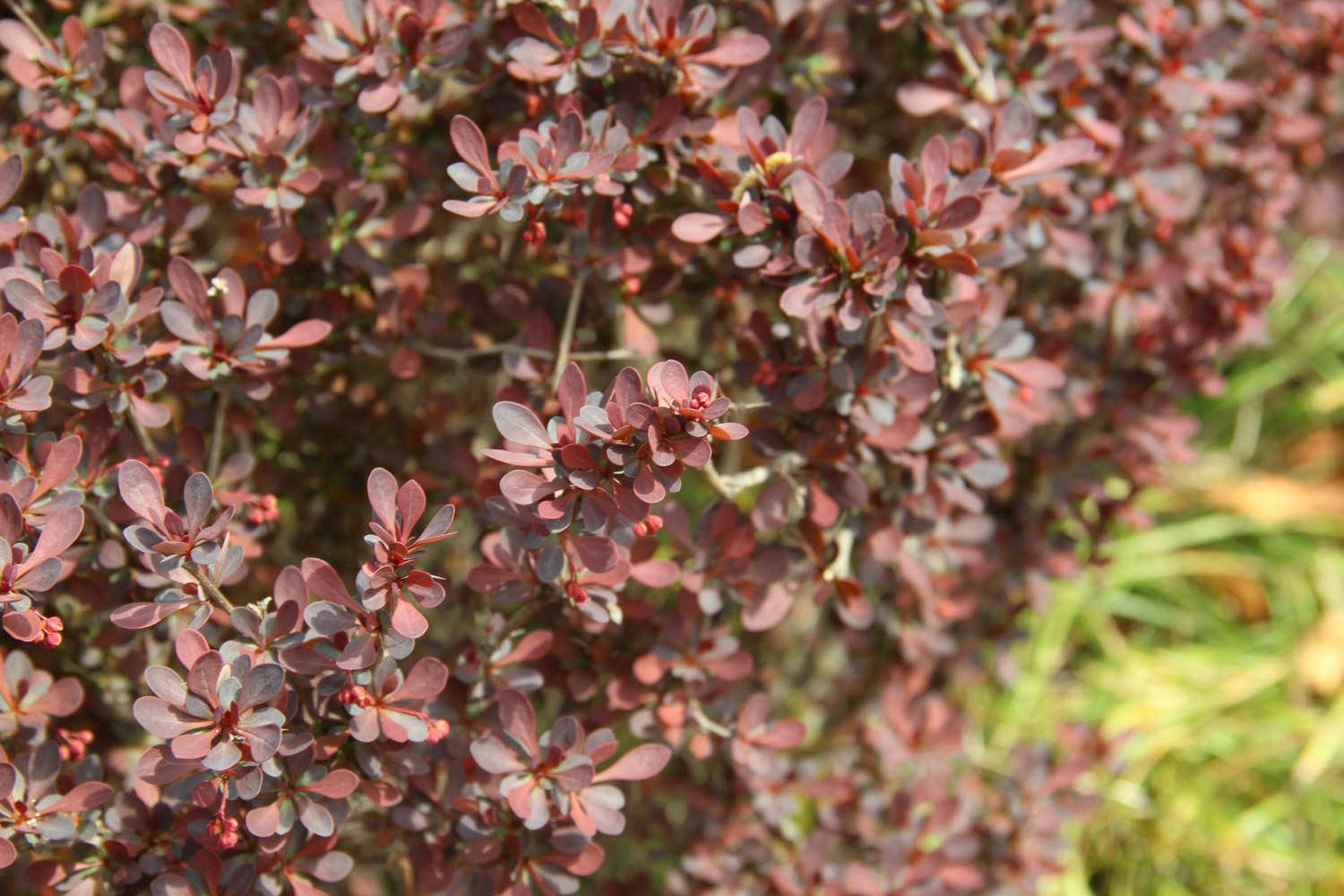 Purple Leaf Barberry