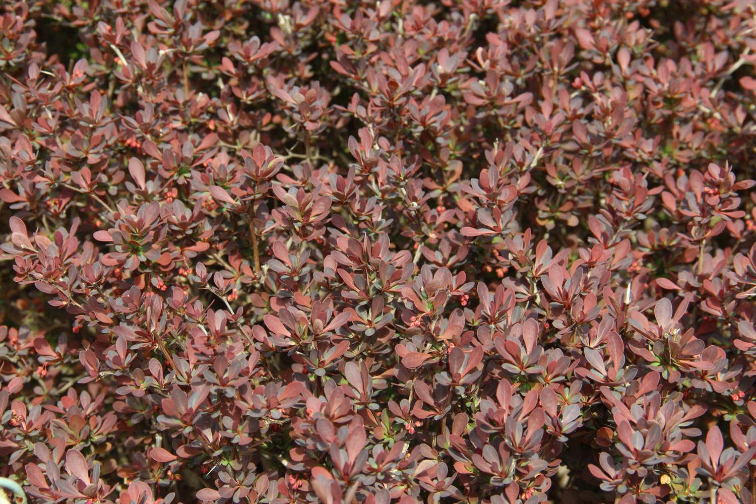 Purple Leaf Barberry