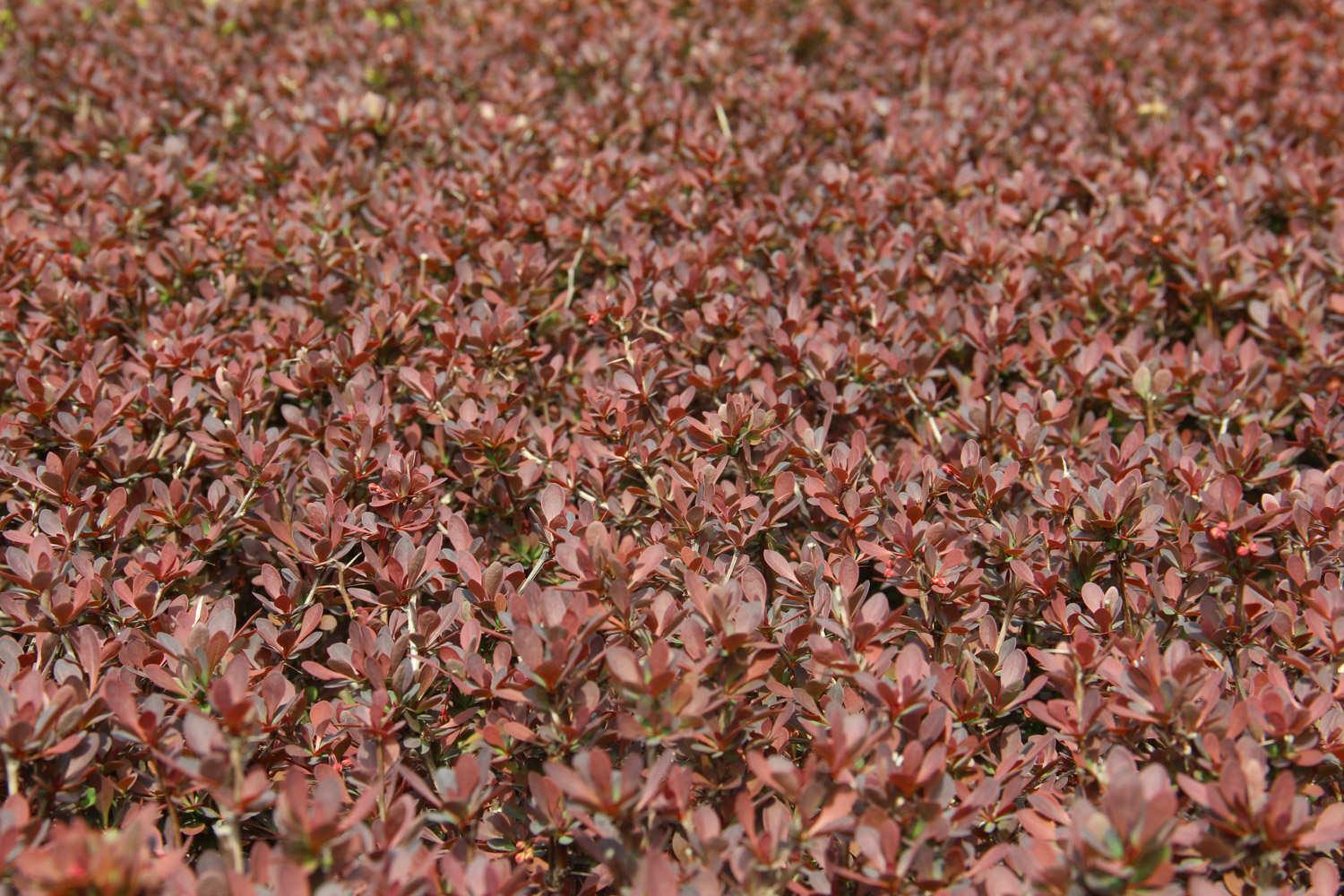 Purple Leaf Barberry