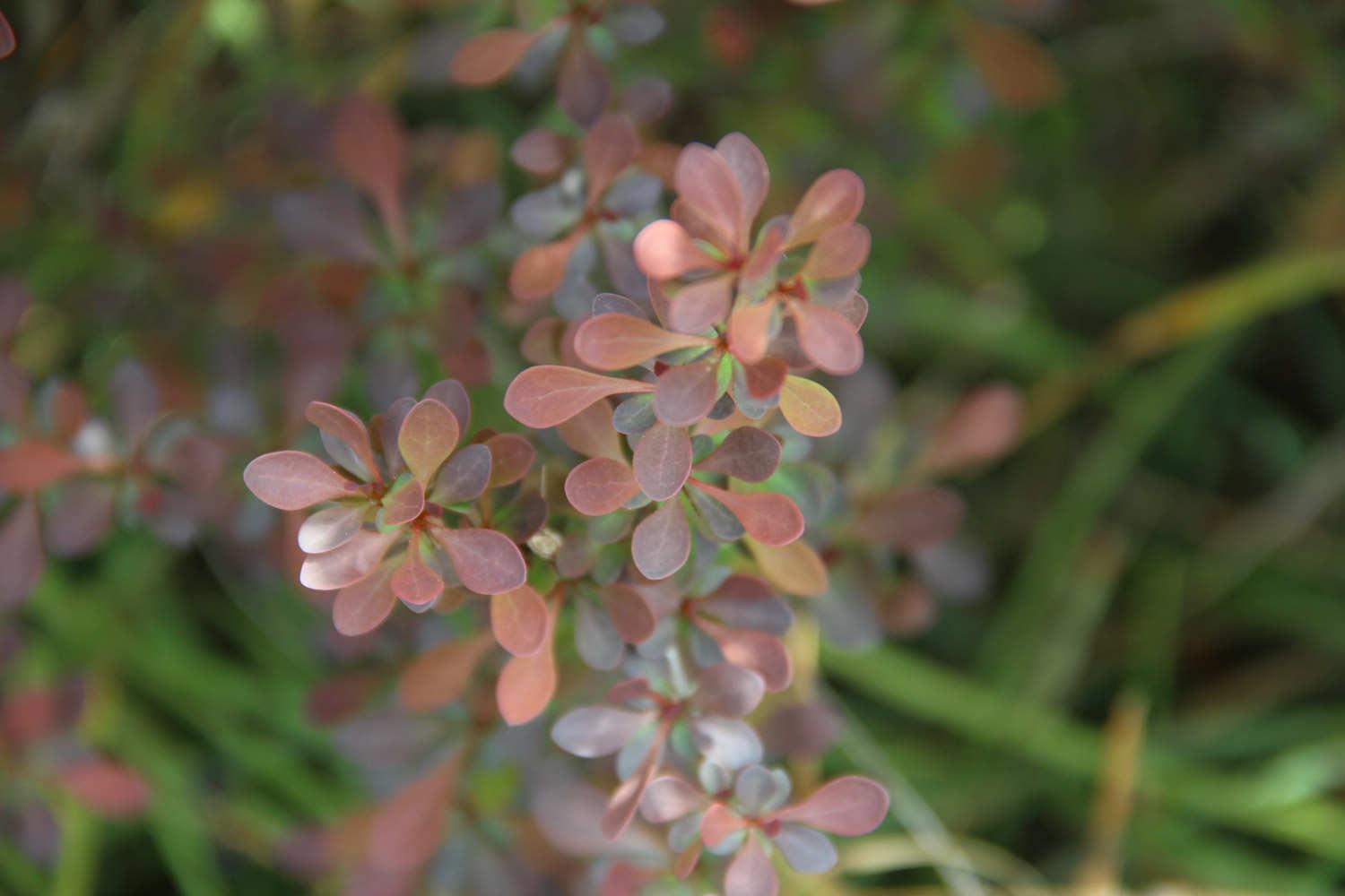 Purple Leaf Barberry