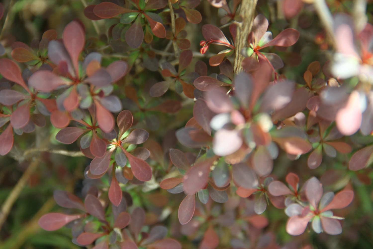 Purple Leaf Barberry