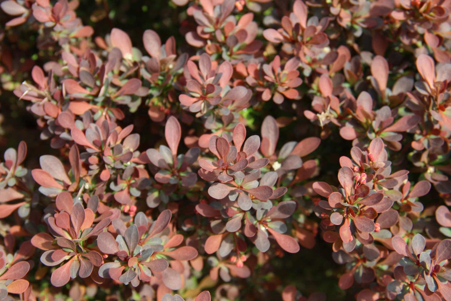 Purple Leaf Barberry