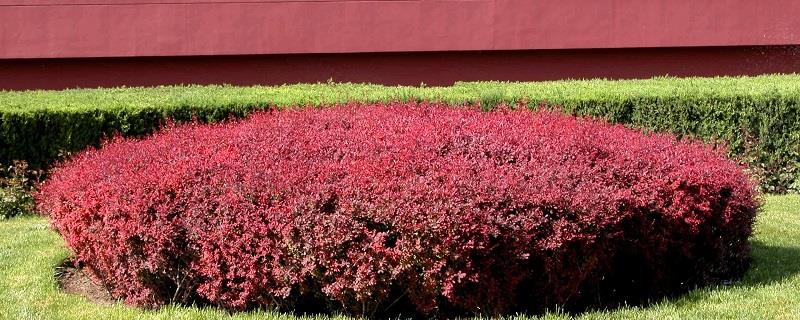 How to grow purple-leaf barberry