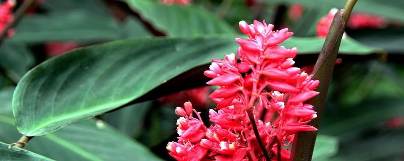 Cultivation methods of purple-backed arrowroot