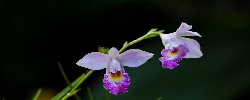 The breeding method of bamboo leaf orchid