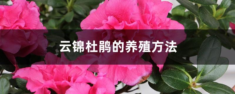 Cultivation methods of Yunjin Rhododendron