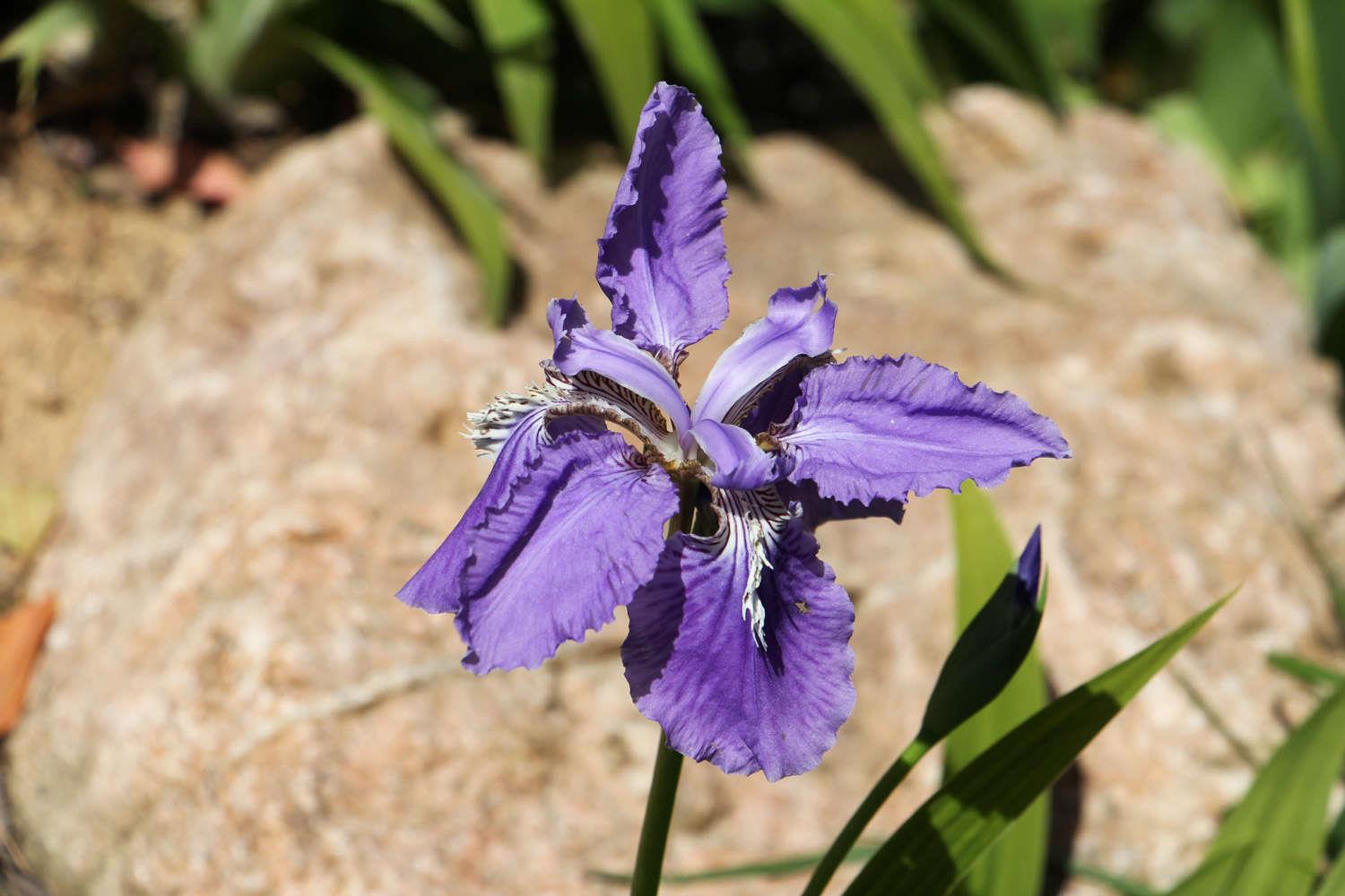 Iris