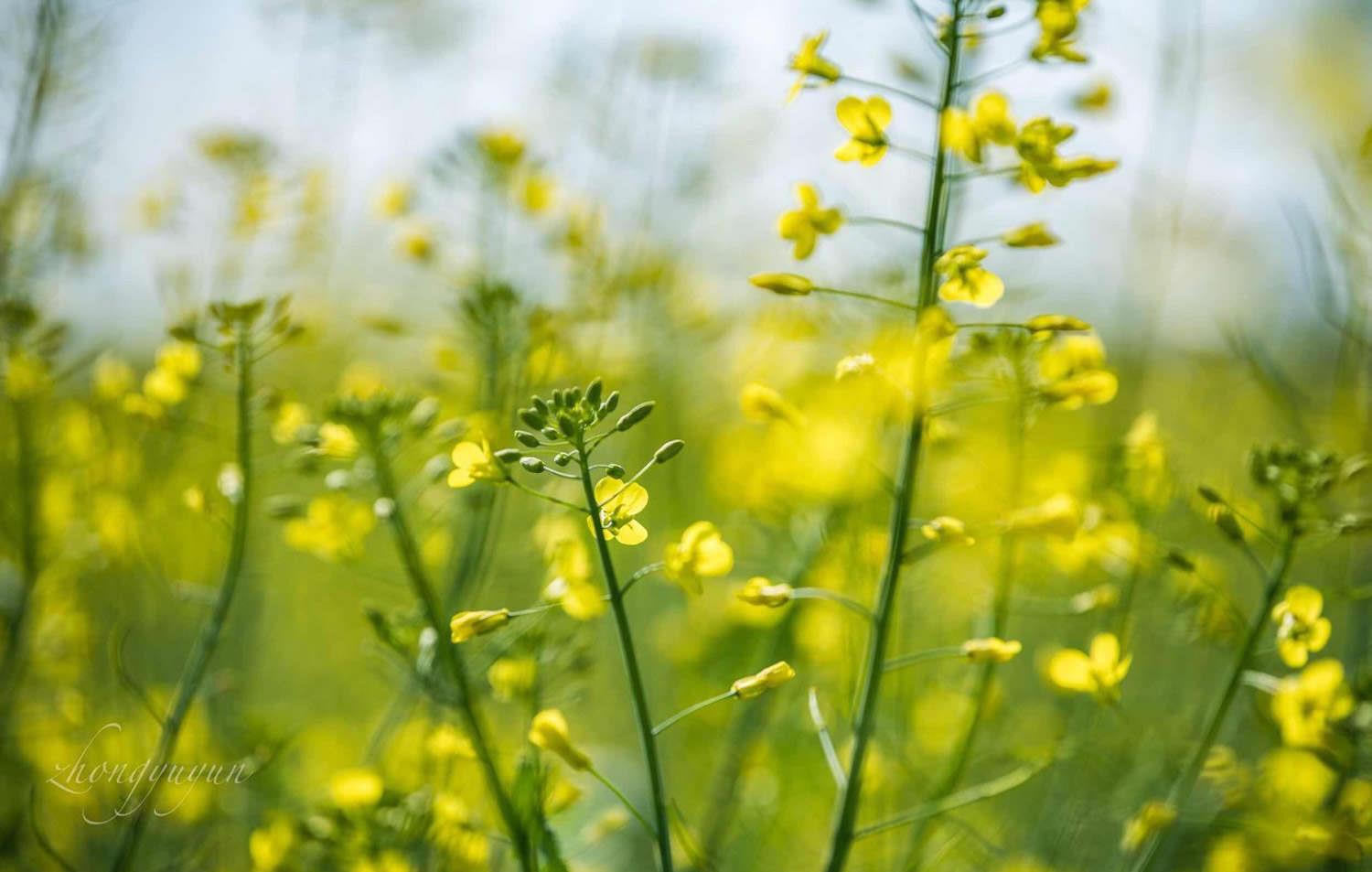 rapeseed flower