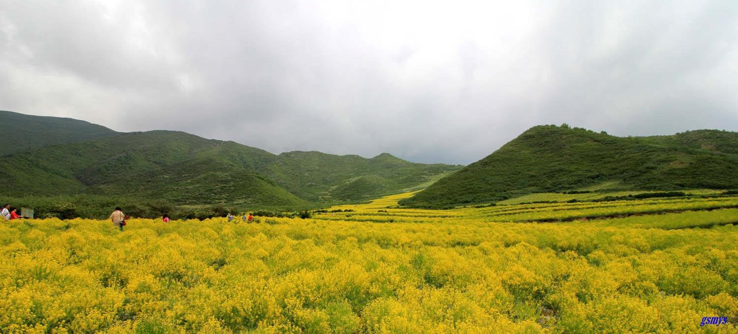 rapeseed flower