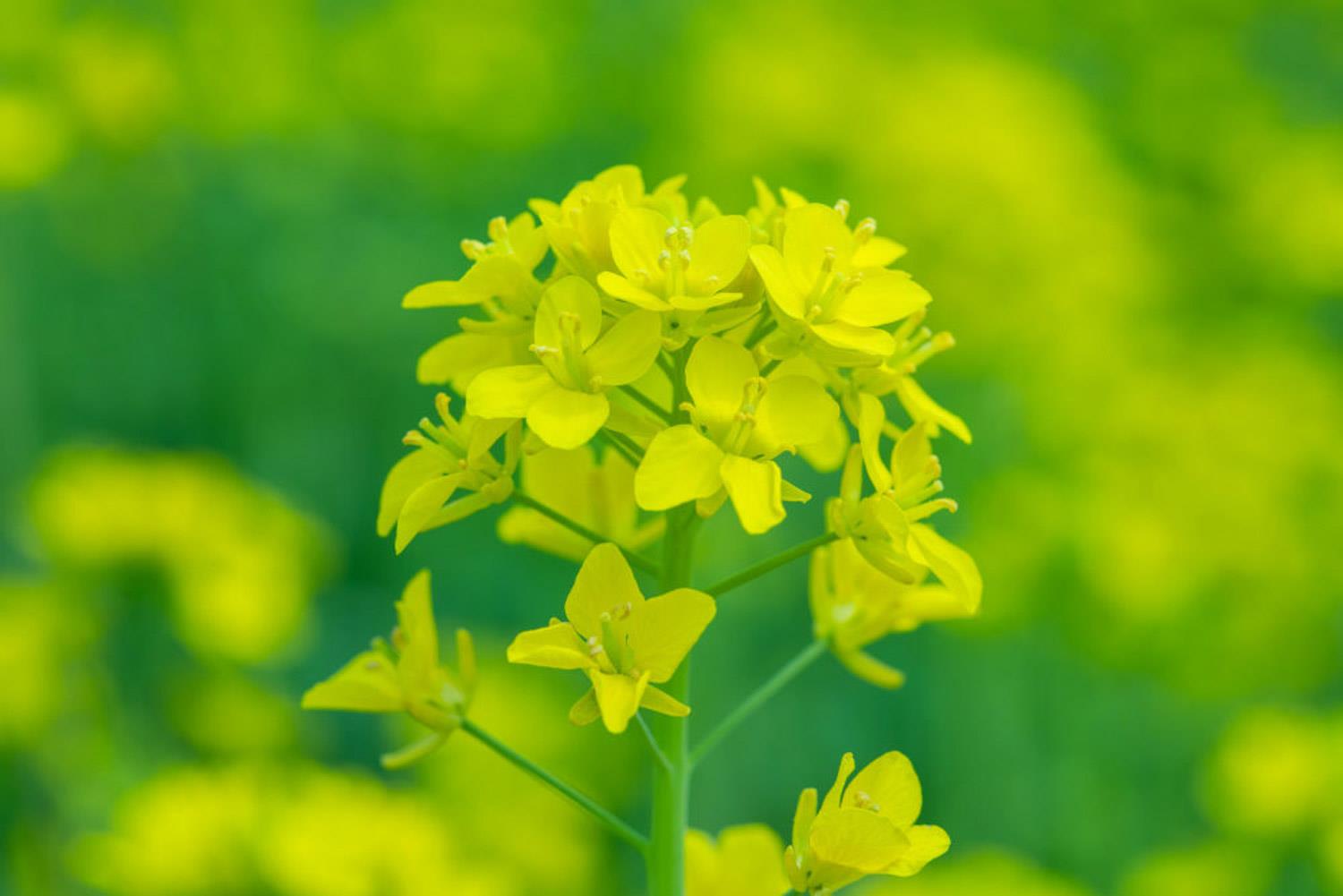 rapeseed flower