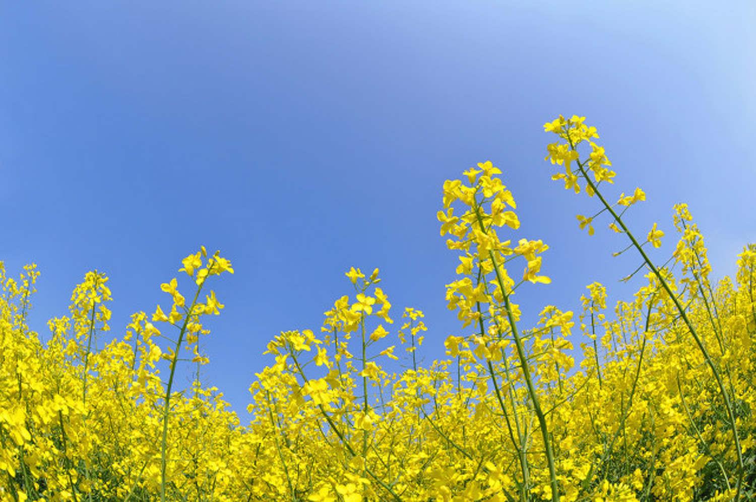 rapeseed flowers