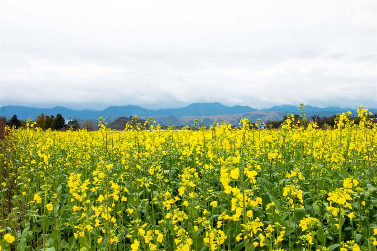 rapeseed flower