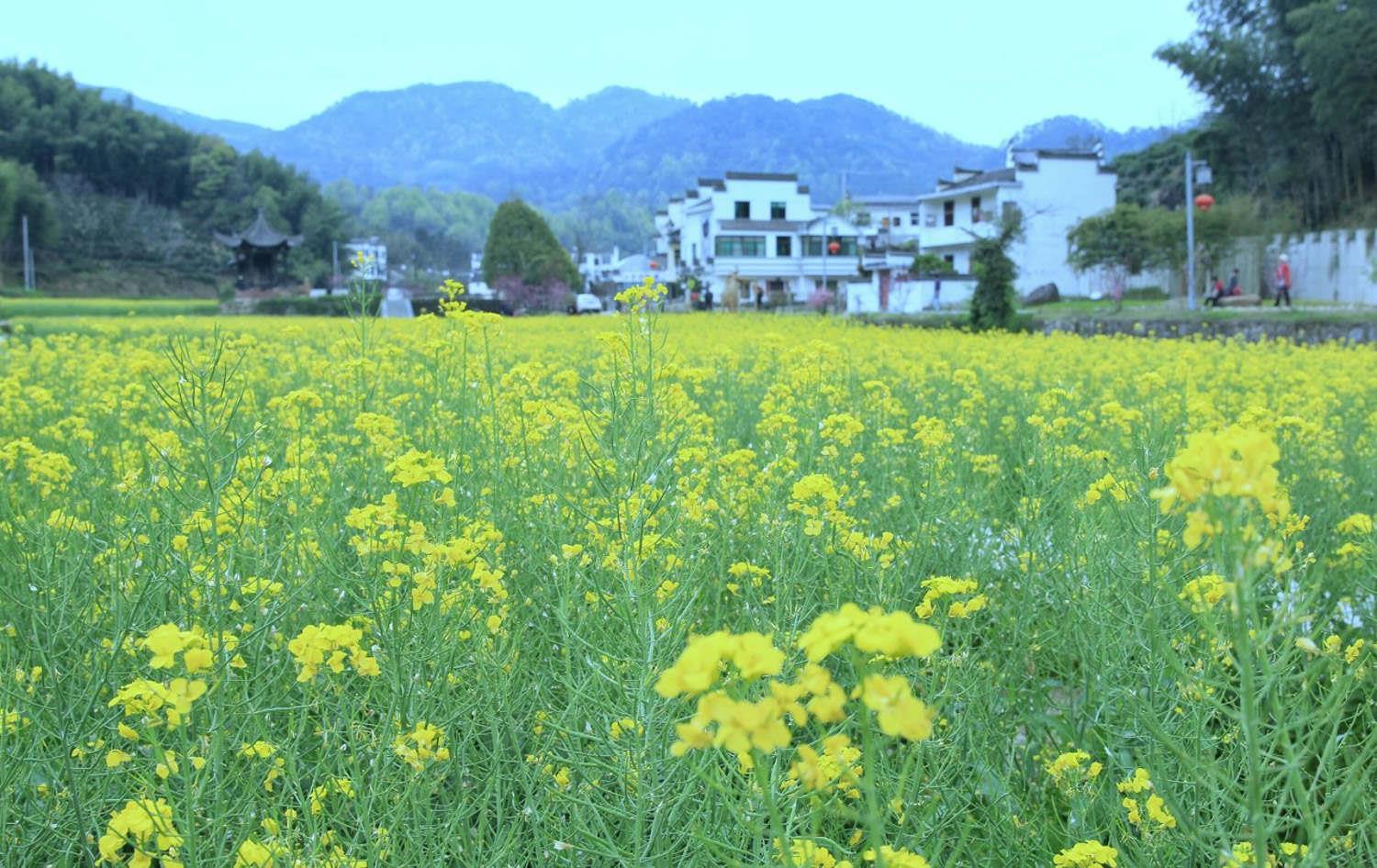 rapeseed flower