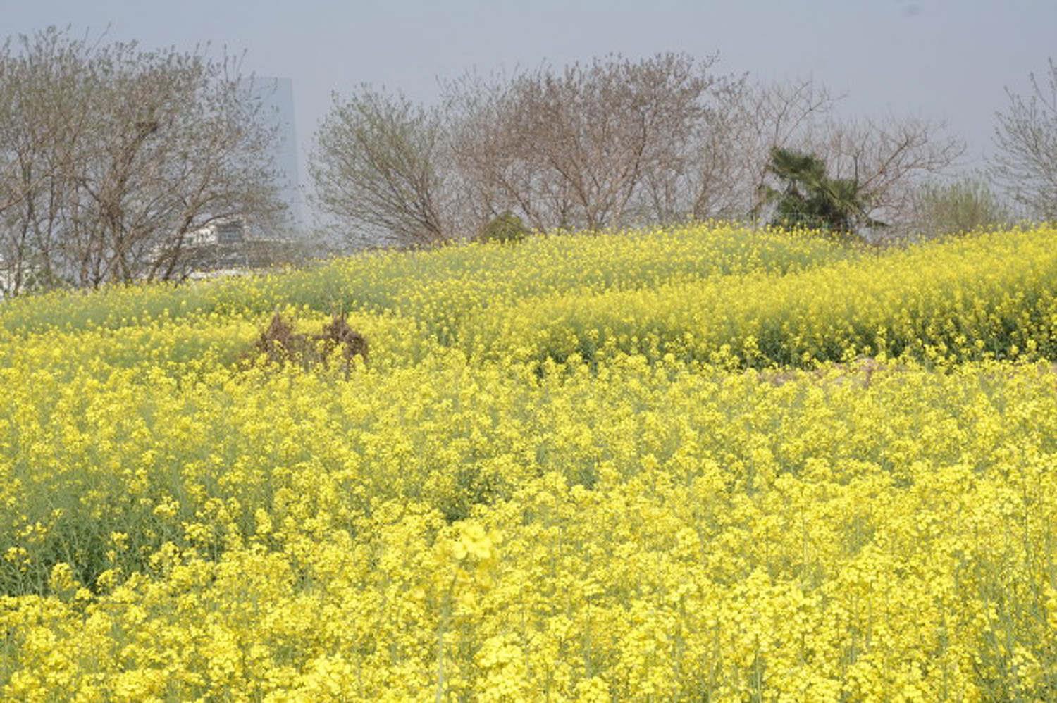 rapeseed flower