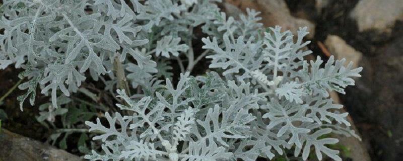 Cultivation methods of snow leaf lotus