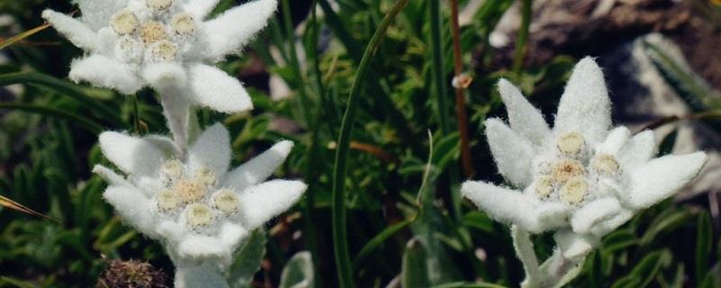 How to grow edelweiss