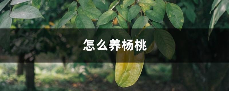 How to raise star fruit