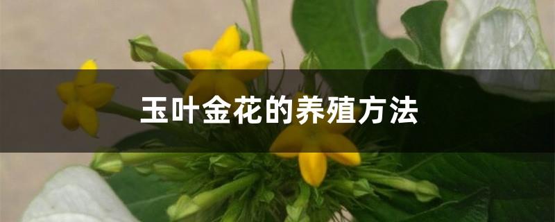 Cultivation Methods of Golden Flowers