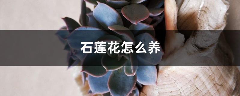 How to grow Echeveria