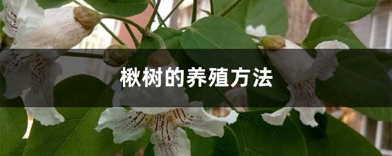 Cultivation methods of catalpa tree