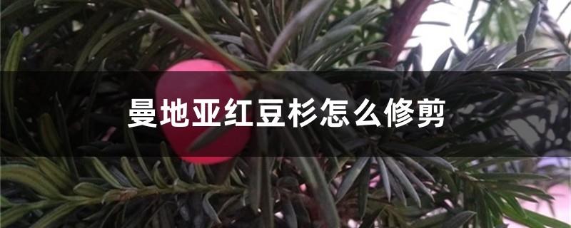 How to prune Mandia yew