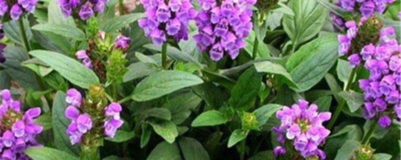 Prunella vulgaris cultivation method