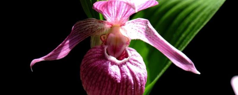 Cultivation method of Cypripedium orchid