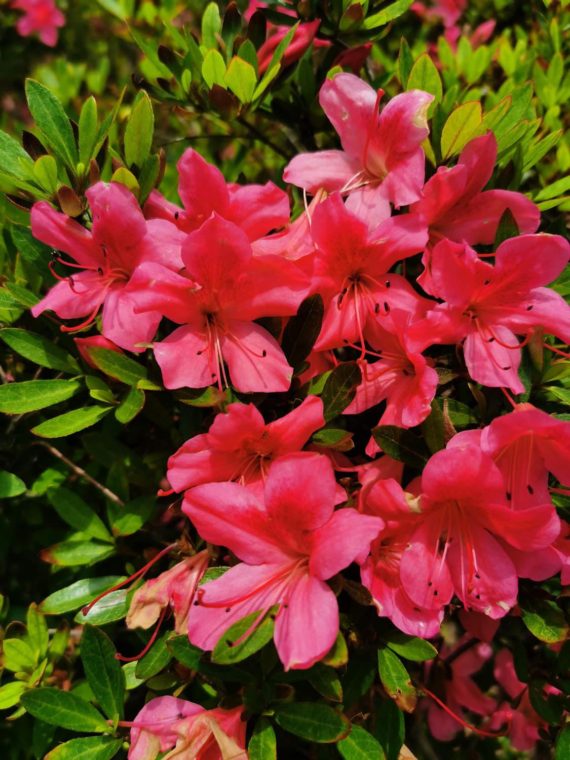 Azalea