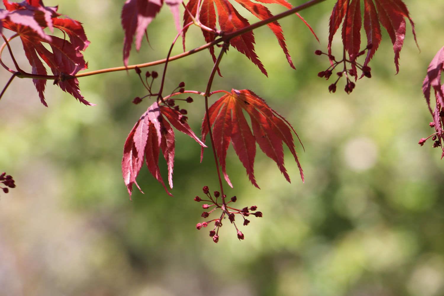 Chicken-foot maple