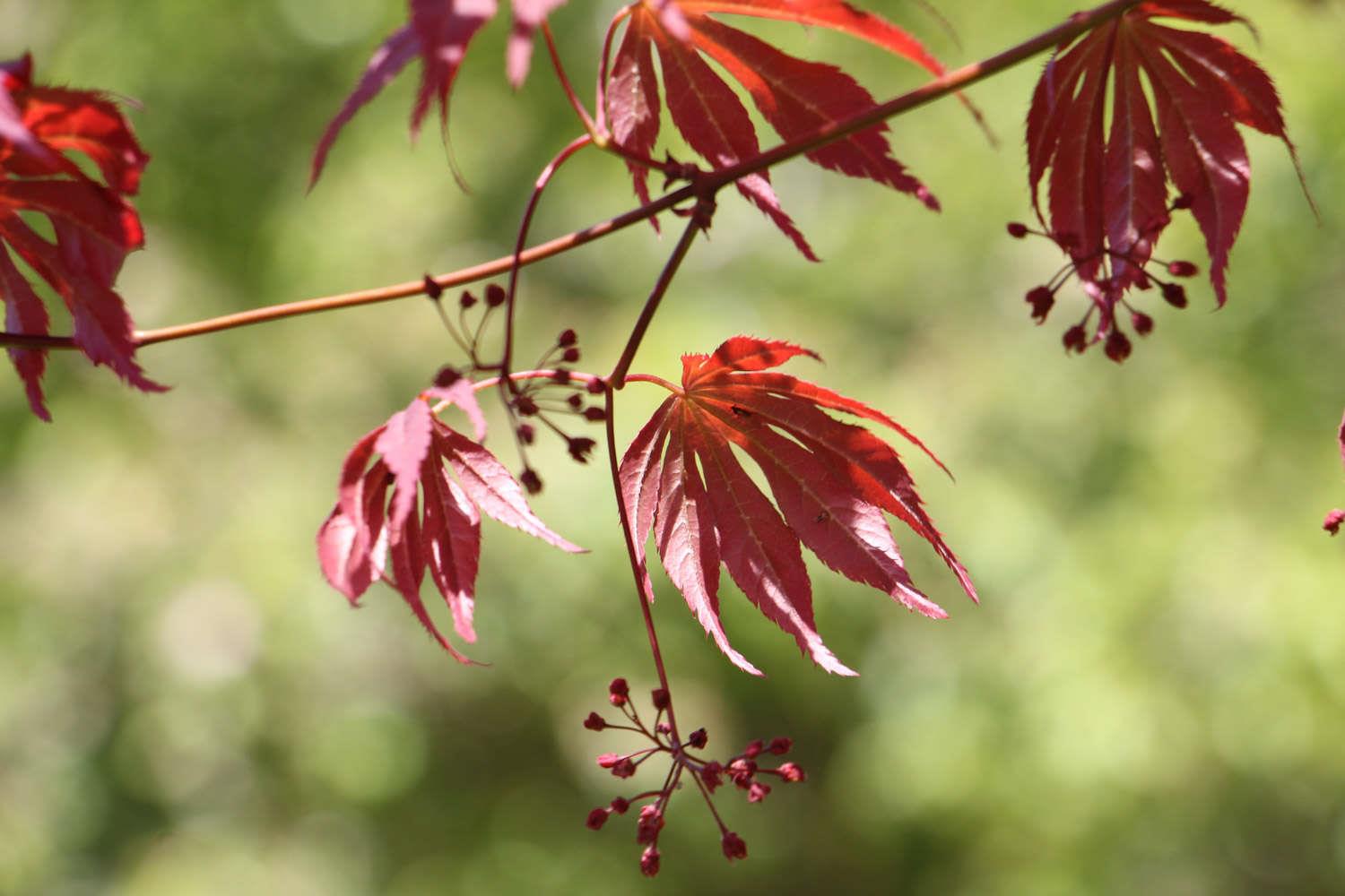 Chicken's claw maple