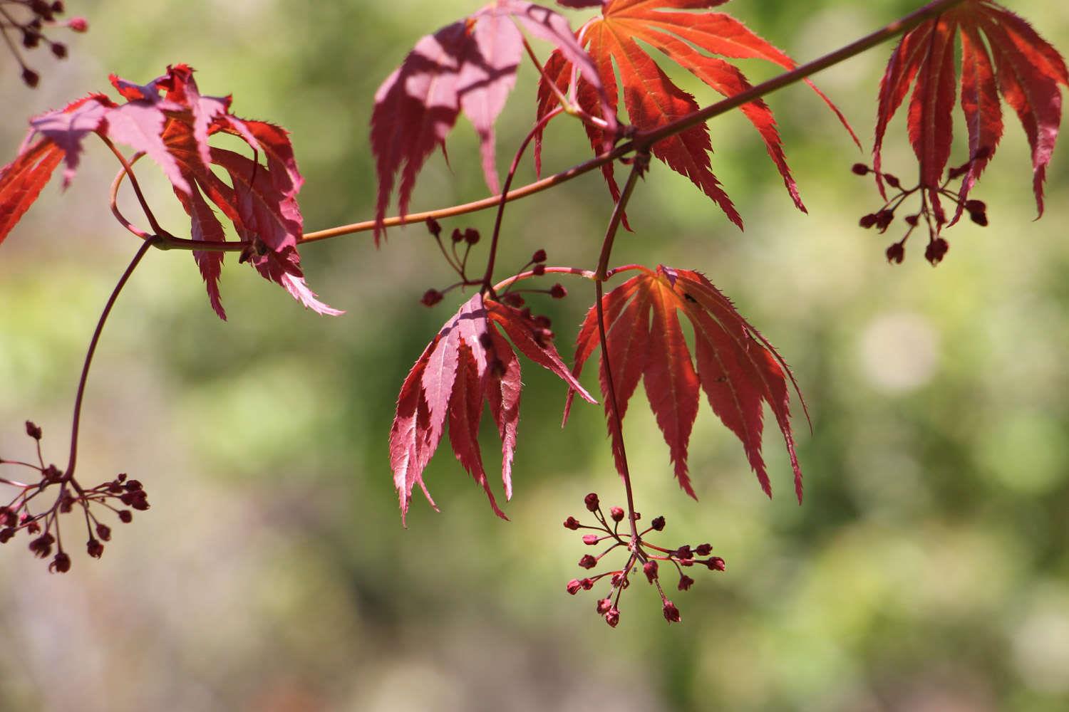 Chicken-claw maple