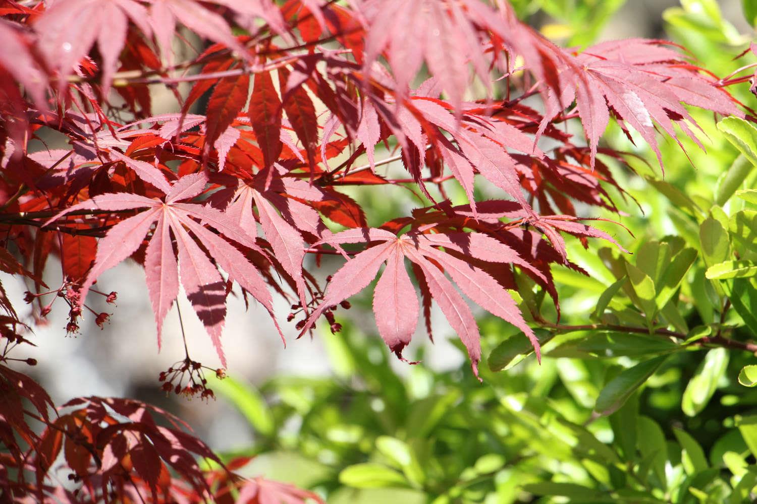 Chicken-foot maple