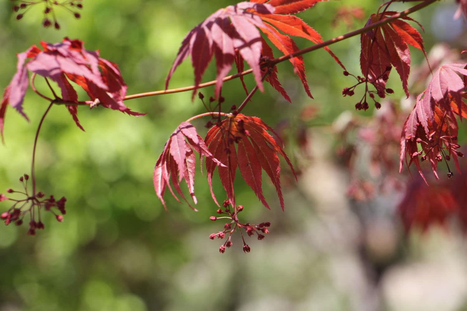 Chicken's claw maple