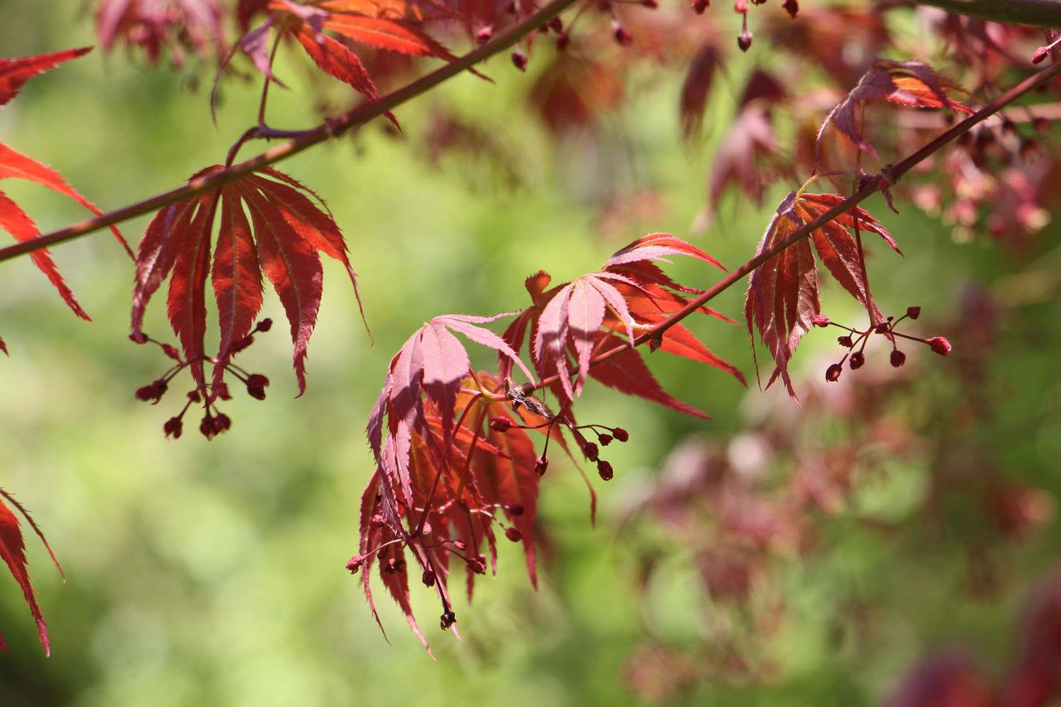 Chicken-foot maple