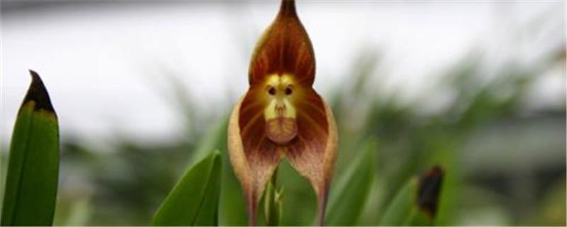 How to raise monkey-faced orchid