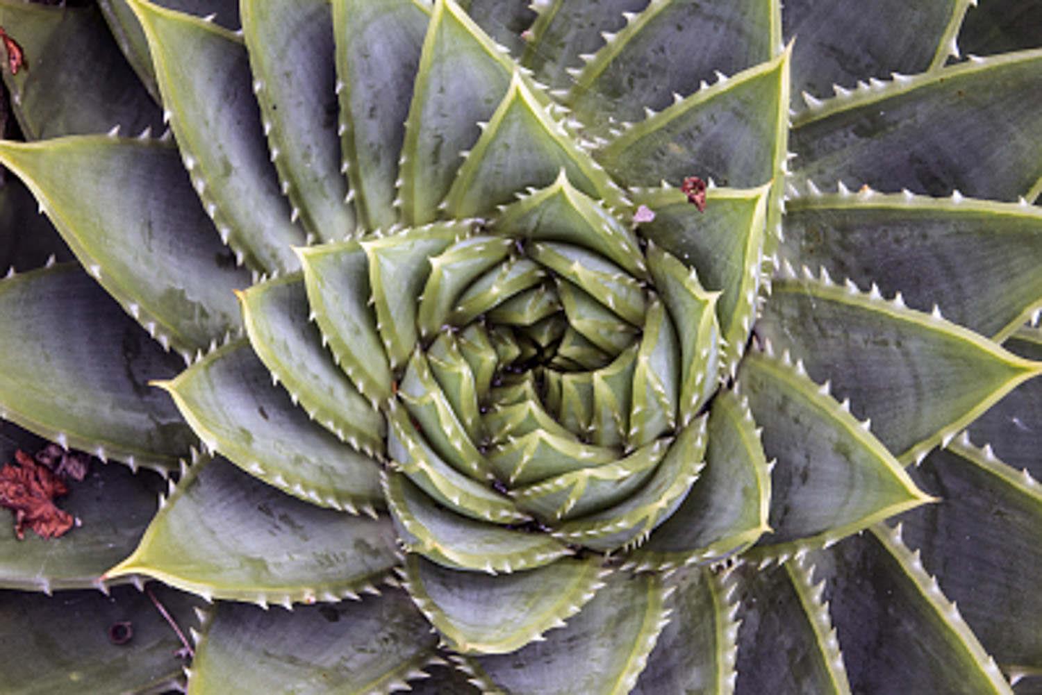 Queen Aloe